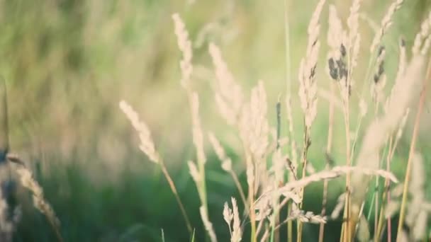 Les Herbes Flottent Dans Vent Lumière Soleil — Video