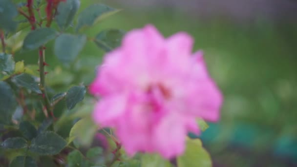 一朵粉红开花的玫瑰的花朵 从模糊的方向射向焦点 乡间别墅的装饰园艺 — 图库视频影像