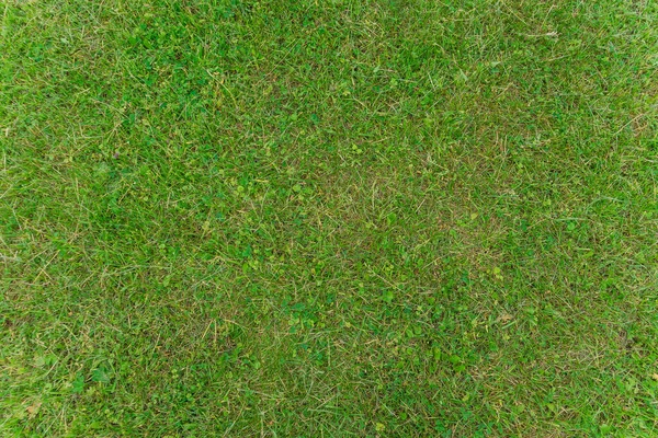 Fond Herbe Verte Coupée Pelouse Dans Parc — Photo