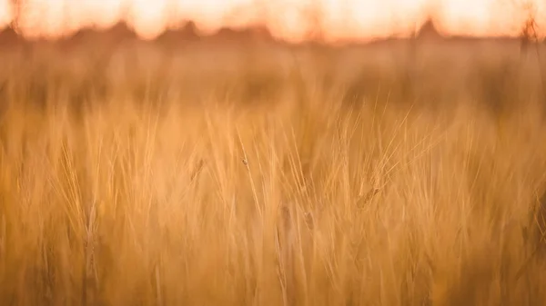 日落时麦田里的一种昆虫 农村秋季背景 — 图库照片