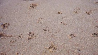 Kumsaldaki küçük bir köpeğin ayak izleri. Körfez boyunca yaz yürüyüşü
