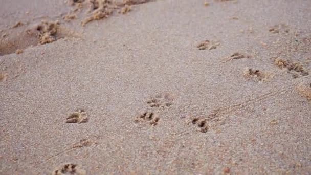 砂浜に小さな犬と海の波の足跡 ベイに沿って夏の散歩 — ストック動画