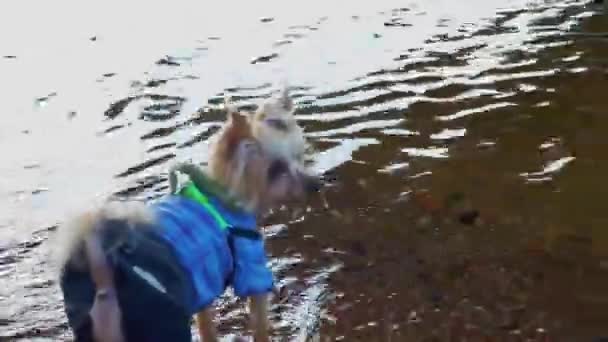 Yorkshire Terrier Suit Afraid Water Toy Summer Walk Bay — Stock Video