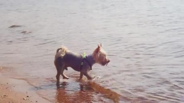 Yorkshire Terrier Esita Guadare Acqua Annusa Una Roccia Passeggiata Estiva — Video Stock