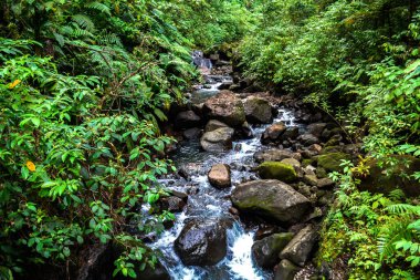 Nehrin yeşil ormandaki şelaleleri