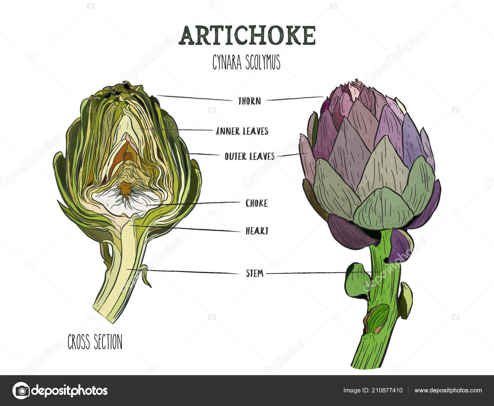 Artichoke Set Hand Drawn Artichoke Fresh Organic Food Vector
