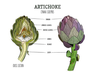 Artichoke. Set of hand drawn artichoke. Fresh organic food. Vector illustration with sketch vegetable. clipart