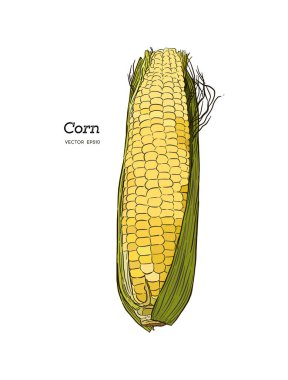 Cob vintage oymalı resimli mısır. Botanik mısır. Vektör illüstrasyonu