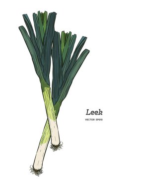 Elle çizilmiş kroki stil taze pırasa kümesi beyaz arka plan üzerinde izole. Tek ve dilimleri ile kompozisyon. Sağlıklı organik gıda Vintage çizimi.