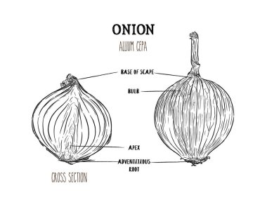 Soğan el vektör çizim çekilmiş. İzole sebze stil nesnesinin kazınmış. Kesit bölümü.