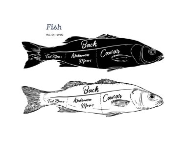 Poster balık, baş, sırt eti yazı düzeni kesme karın, kuyruğu vintage tarzı çizim