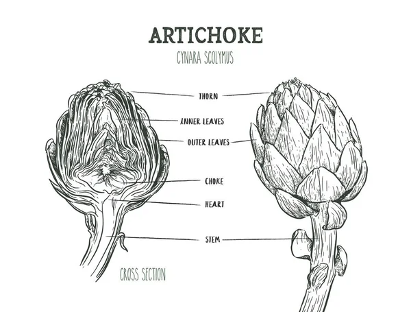 アーティ チョーク 手描きのアーティ チョークのセットです 新鮮な有機食品 スケッチ野菜とベクトル図 — ストックベクタ