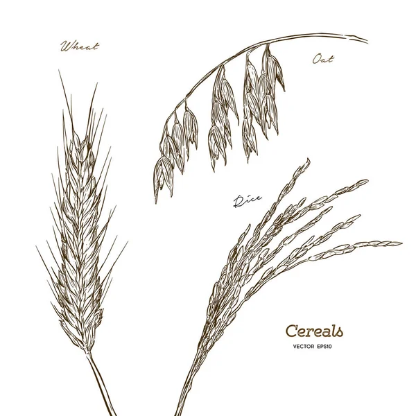 Hububat Ayarlayın Çizilen Illüstrasyon Buğday Yulaf Pirinç Vintage Tarzı Çiftlik — Stok Vektör