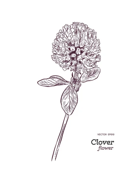 Kleeblume Vektor Zeichenset Isolierte Wildpflanzen Und Blätter Kräuterstichillustration Detaillierte Botanische — Stockvektor