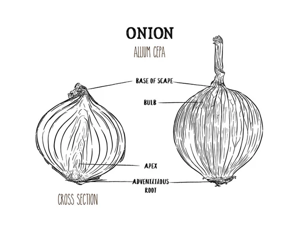 Zwiebeln Handgezeichnete Vektor Illustration Isoliertes Gemüse Stilobjekt Graviert Querschnittsteil — Stockvektor