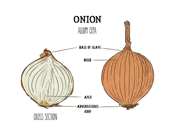 Zwiebeln Handgezeichnete Vektor Illustration Isoliertes Gemüse Stilobjekt Graviert Querschnittsteil — Stockvektor