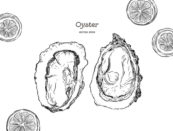 Almejas Dibujadas Mano Aisladas Sobre Fondo Blanco Bosquejo Elementos Mariscos — Vector de stock