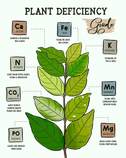 Het Identificeren Van Plantaardige Voedingsstof Tekortkomingen Hand Tekenen Ontwerp Vector — Stockvector