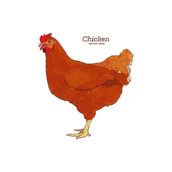 Kyckling Handen Ritade Illustration Kyckling Kött Vintage Producera Element Emblem — Stock vektor