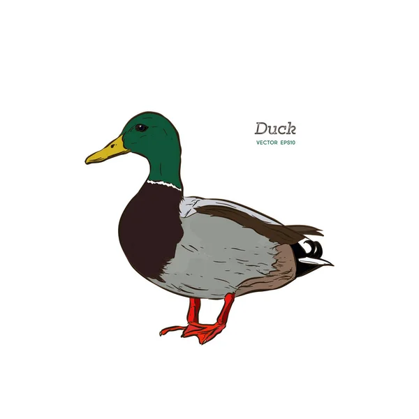 Ilustración Grabado Antiguo Vectorial Pato Mulardo Aislado Sobre Fondo Blanco — Vector de stock