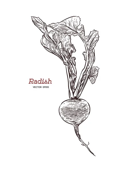 Rettich Hand Gezeichnet Vektor Illustrationsset Isoliertes Gemüse Stilobjekt Mit Geschnittenen — Stockvektor