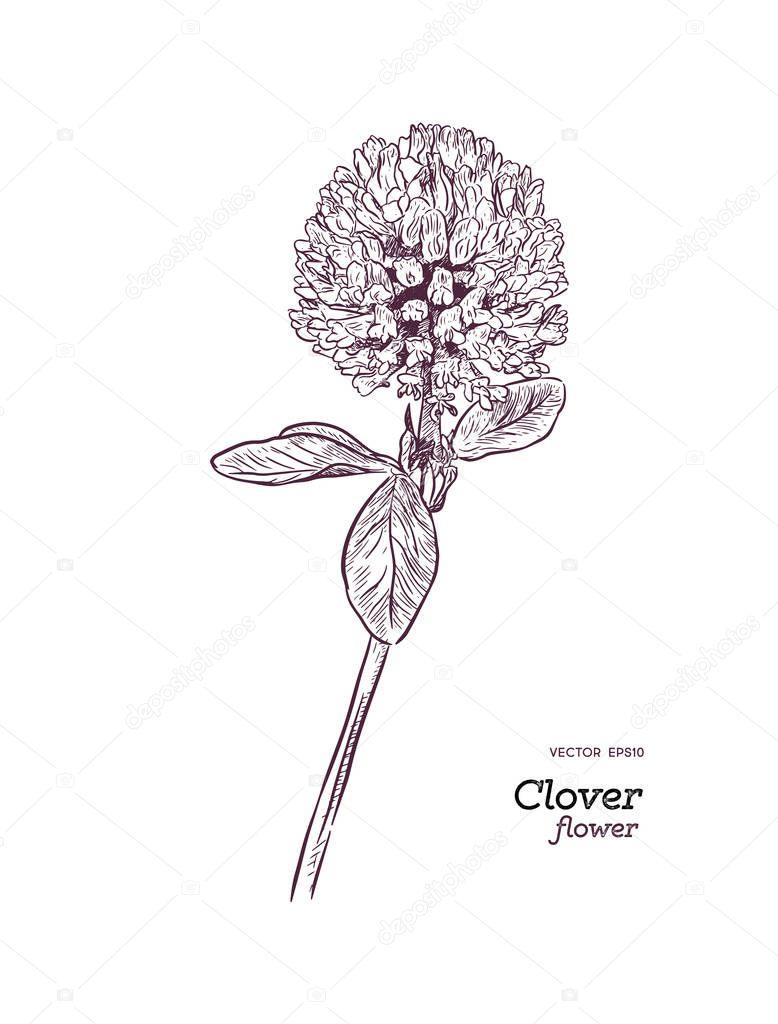 Clover flower vector drawing set. Isolated wild plant and leaves. Herbal engraved style illustration. Detailed botanical sketch