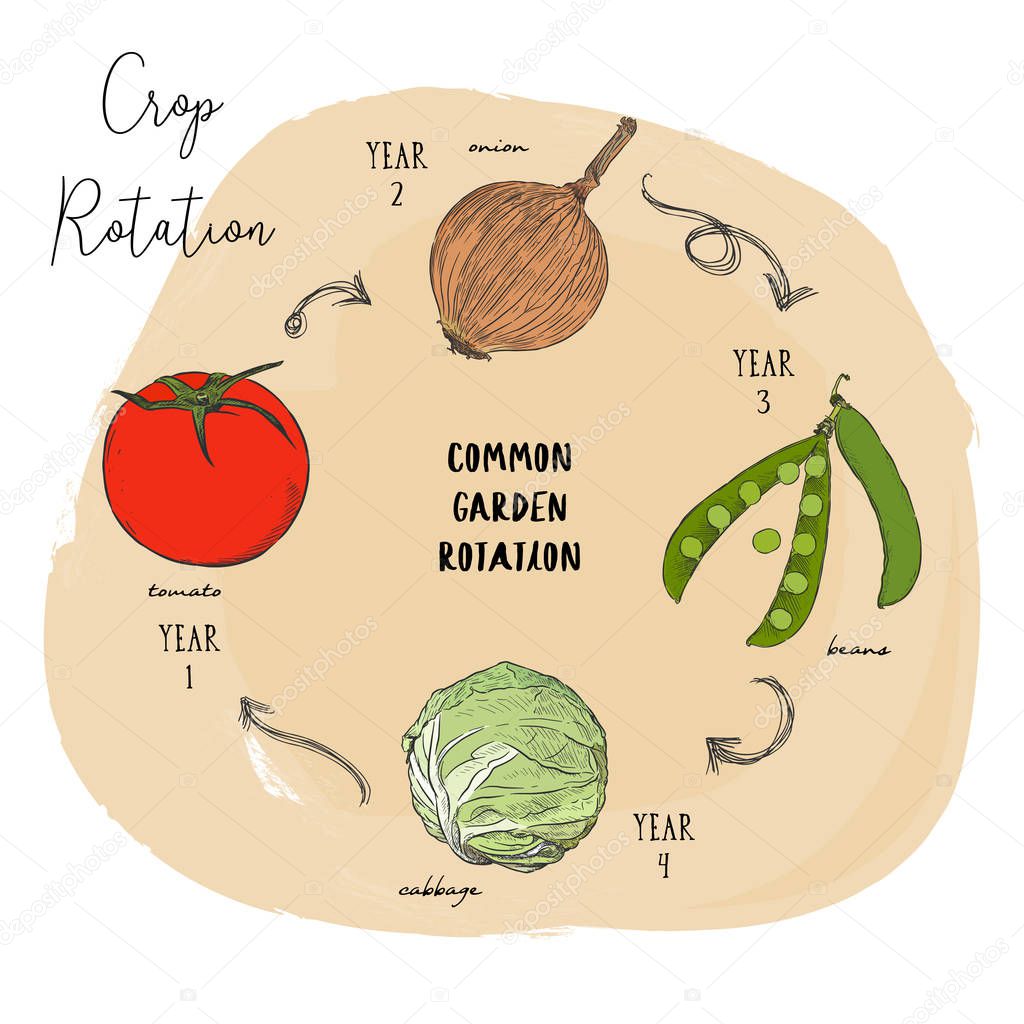 Crop rotation is the practice of growing a series of dissimilar or different types of crops in the same area in sequenced seasons. Hand draw sketch vector crop rotation series.