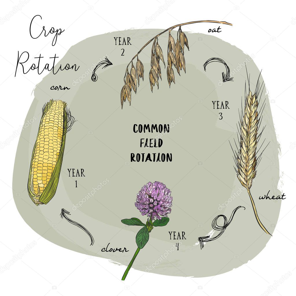 Crop rotation is the practice of growing a series of dissimilar or different types of crops in the same area in sequenced seasons. Hand draw sketch vector crop rotation series.