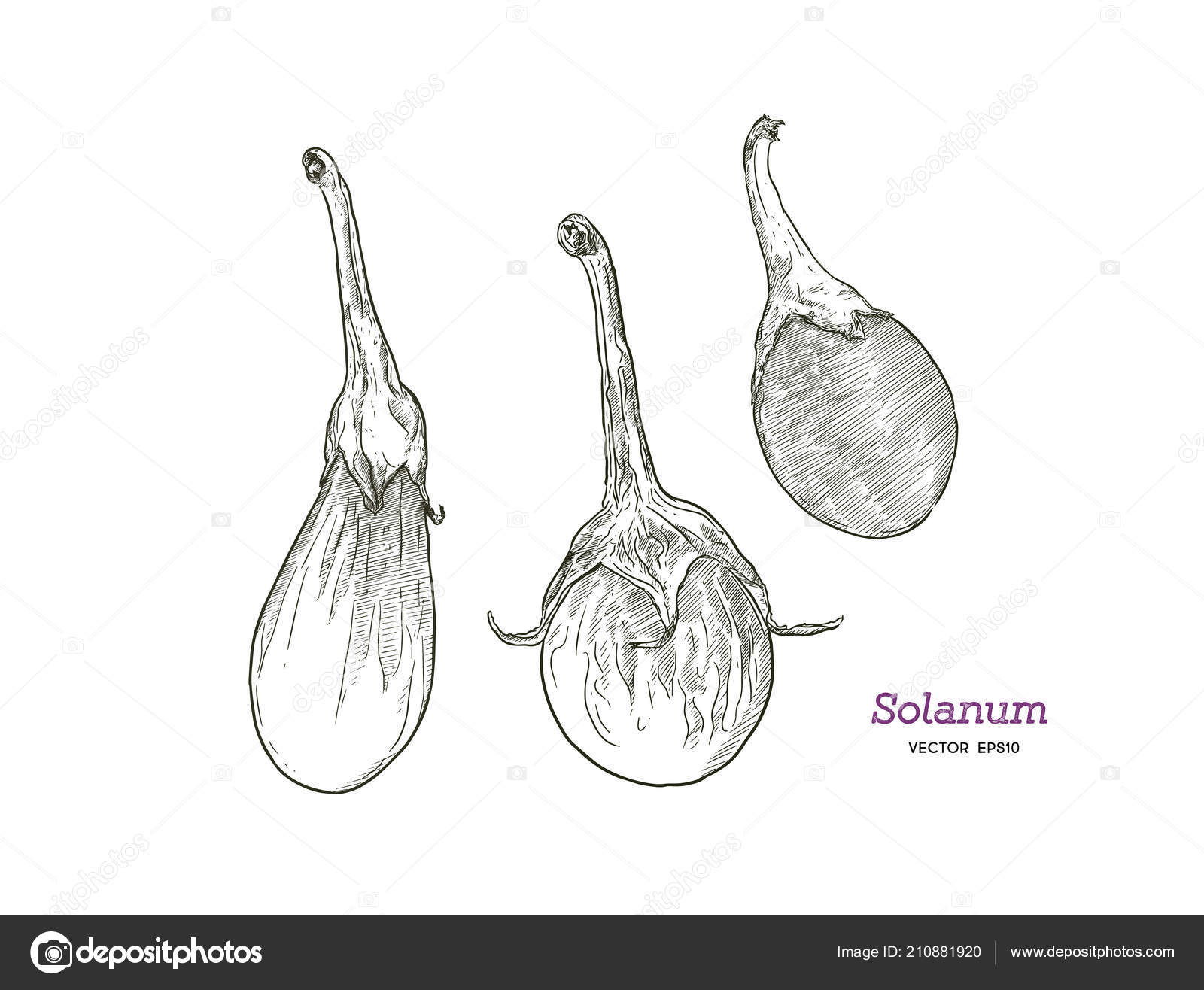 Gilo, Scarlet Eggplant 