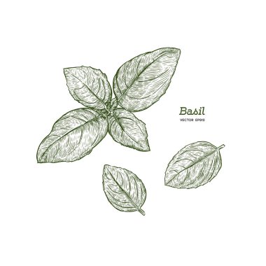 Fesleğen yaprağı. Vektör çizim tasarım menü, yemek tarifleri ve paketleri ürünler için.