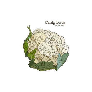 Karnabahar. El çizimi sebze. Vektör sanat çizim. Vintage oyma. Mutfak tasarım dekorasyon yemek tarifleri, menüler, işareti mağazalar, marketler