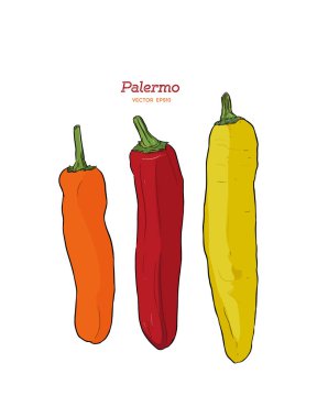 Üç Palermo tatlı biber, el çizmek sketch vektör.