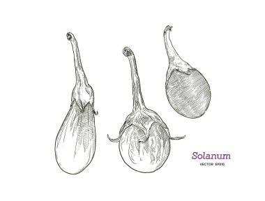 Scarlet patlıcan Solanum, domates ve patlıcan ile ilgili cins meyve bir bitkidir. El çizimi sebze. Vektör sanat çizim. 