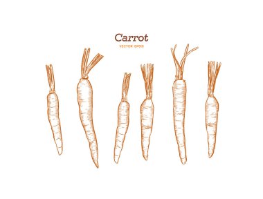 Elle çizilmiş havuç küme. Organik Eko sebze gıda. Vektör kroki tarzı çizim.