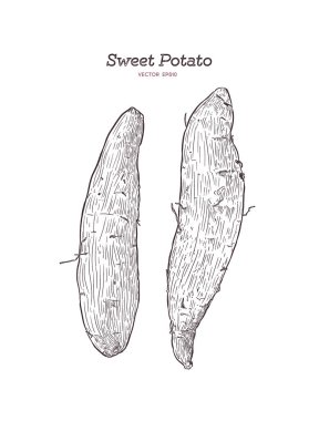 tatlı patates ve mor patates, elle çizilmiş kroki vektör kümesi.
