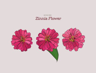 Zinnia çiçeği, el-çizim. Vektör çizim. Vintage botanik vektör çizim.