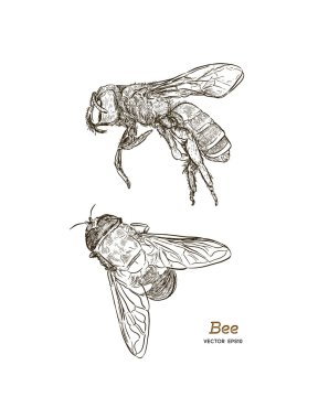 Bal arı vintage vektör çizim. Elle çizilmiş böcek kroki izole. Gravür tarzı illüstrasyonlar. Büyük logo, simge, etiket, ambalaj tasarımı için.