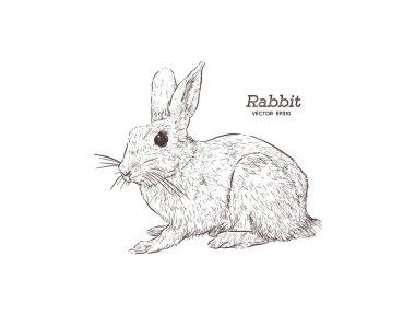 beyaz zemin üzerine oyma tavşan vektör çizim