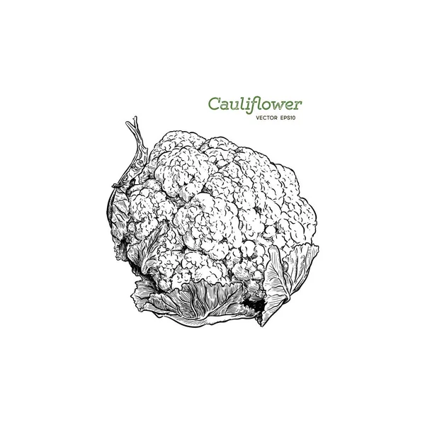 콜리플라워입니다 그리기입니다 일러스트입니다 빈티지 조각입니다 디자인 조리법 로그인 — 스톡 벡터
