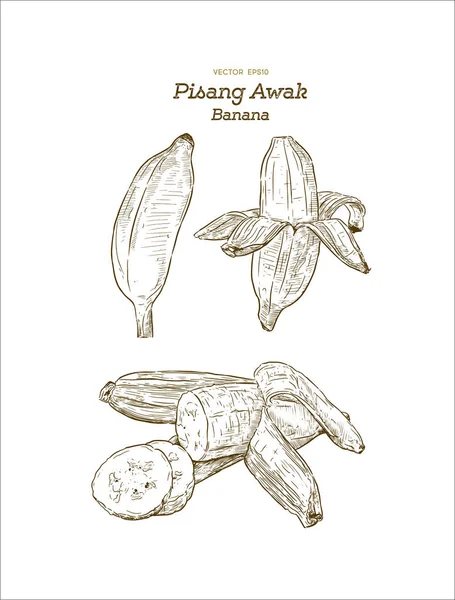 Pisang Awak Banana Thai Chamada Kluai Namwa Set Mão Desenhar —  Vetores de Stock