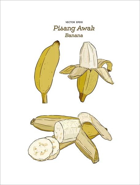 Pisang Awak Banana Thai Call Kluai Namwa Set Skizzenvektor Für — Stockvektor