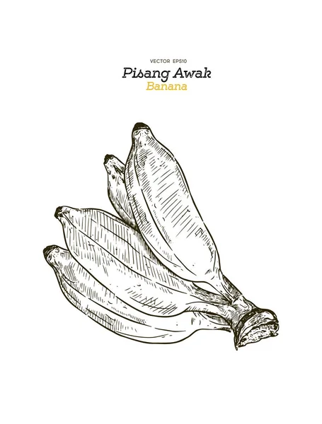 Pisang ゴールデンピラミッド バナナ タイの呼び出し Kluai Namwa セット 手描きスケッチ ベクトル — ストックベクタ