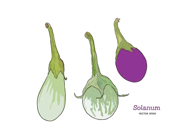 Scarlet patlıcan Solanum, domates ve patlıcan ile ilgili cins meyve bir bitkidir. El çizimi sebze. Vektör sanat çizim. 