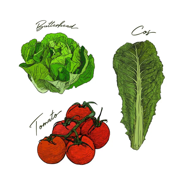 Dibujado Mano Conjunto Verduras Estilo Boceto Ensalada Cabeza Mantequilla Tomate — Vector de stock