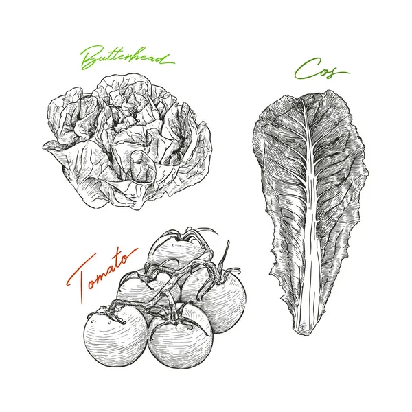 손으로 스케치 스타일 세트입니다 Butterhead 샐러드 토마토 Cos 샐러드 신선한 — 스톡 벡터