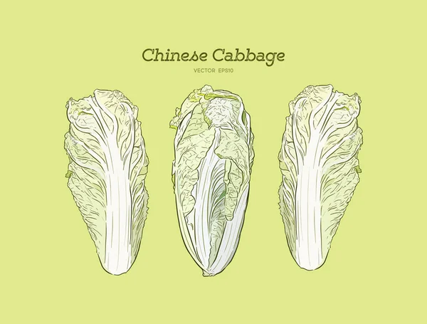 Sada Ručně Kreslené Skici Čínské Zelí Exotické Farmy Čerstvá Zelenina — Stockový vektor
