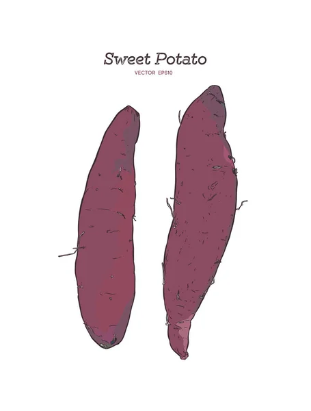 Set Sweet Potatoes Purple Potatoes Hand Drawn Sketch Vector — Stock Vector