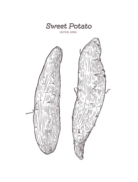 Conjunto Batatas Papas Púrpuras Dibujo Dibujado Mano Vector — Archivo Imágenes Vectoriales