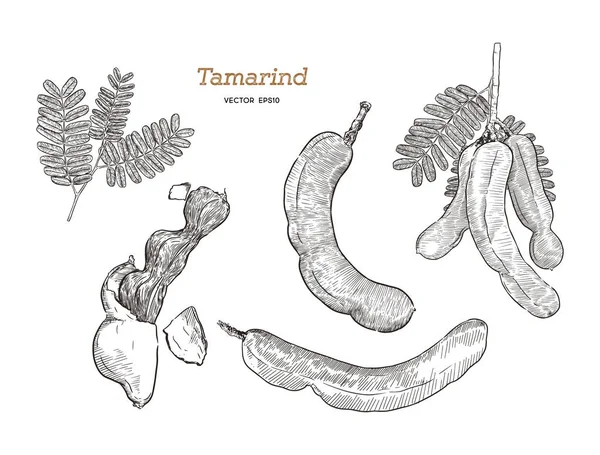 Tamarinde Set Hand Zeichnen Skizzenvektor — Stockvektor