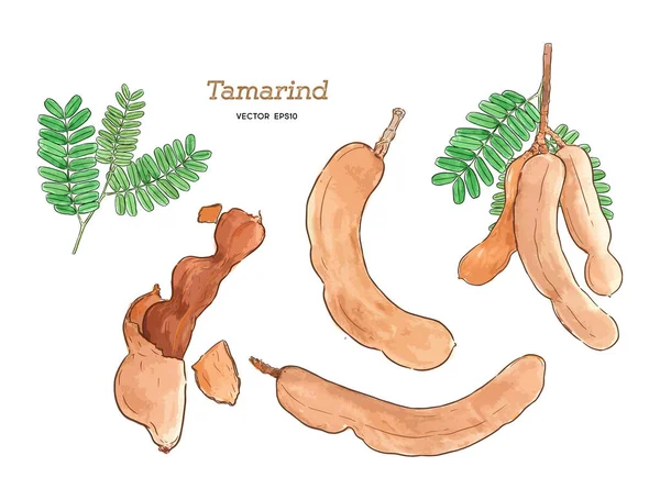 Tamarinde Instellen Aquarel Hand Loting Schets Vector — Stockvector